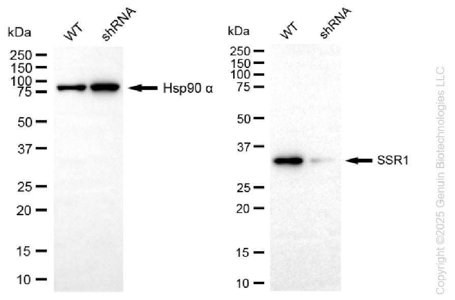 KD-Validated Anti-SSR1 Rabbit Monoclonal Antibody ABG2244