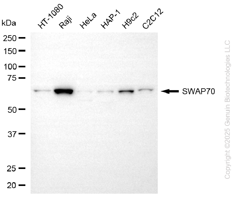 KD-Validated Anti-SWAP70 Mouse Monoclonal Antibody ABG2245
