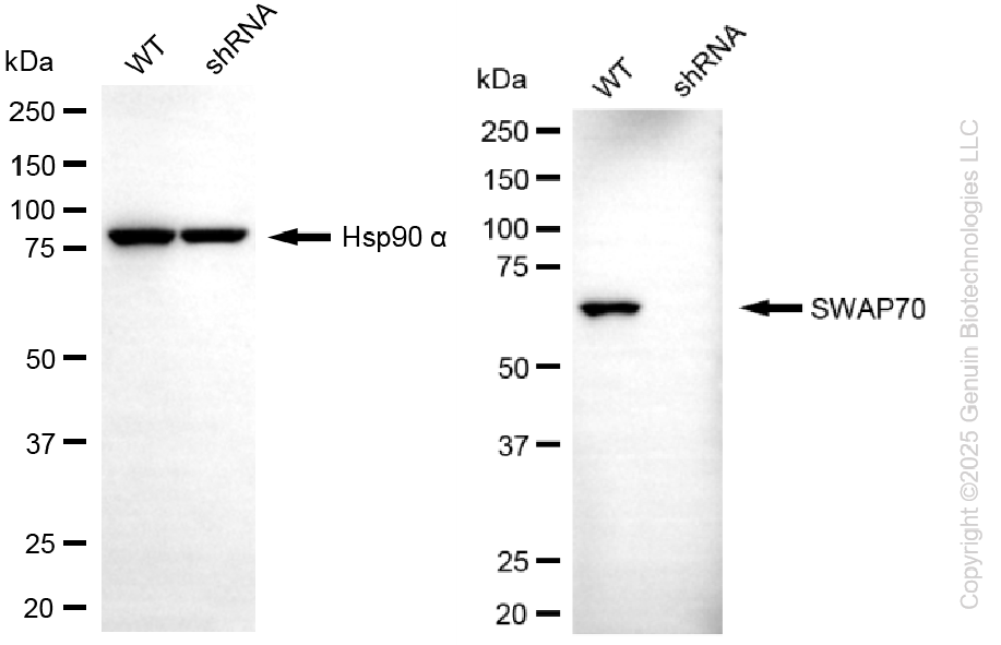 KD-Validated Anti-SWAP70 Mouse Monoclonal Antibody ABG2245