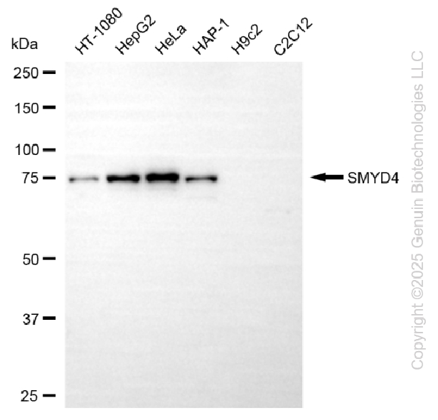 KD-Validated Anti-SMYD4 Mouse Monoclonal Antibody ABG2246