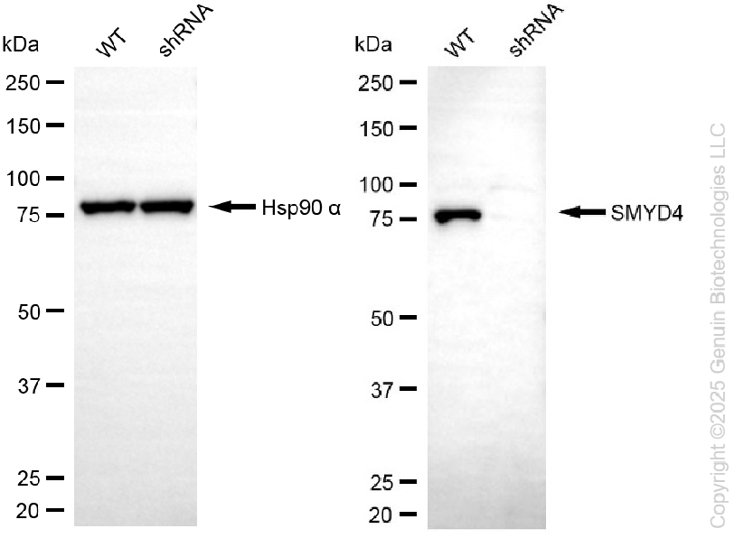 KD-Validated Anti-SMYD4 Mouse Monoclonal Antibody ABG2246