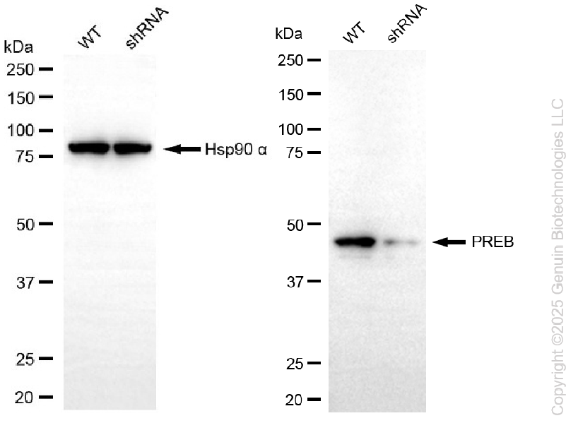 KD-Validated Anti-PREB Rabbit Monoclonal Antibody ABG2247