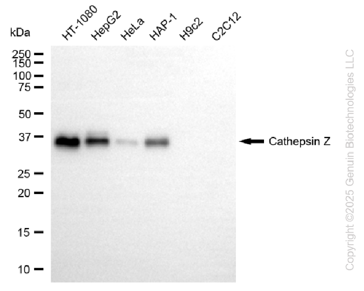KD-Validated Anti-Cathepsin Z Rabbit Monoclonal Antibody ABG2248