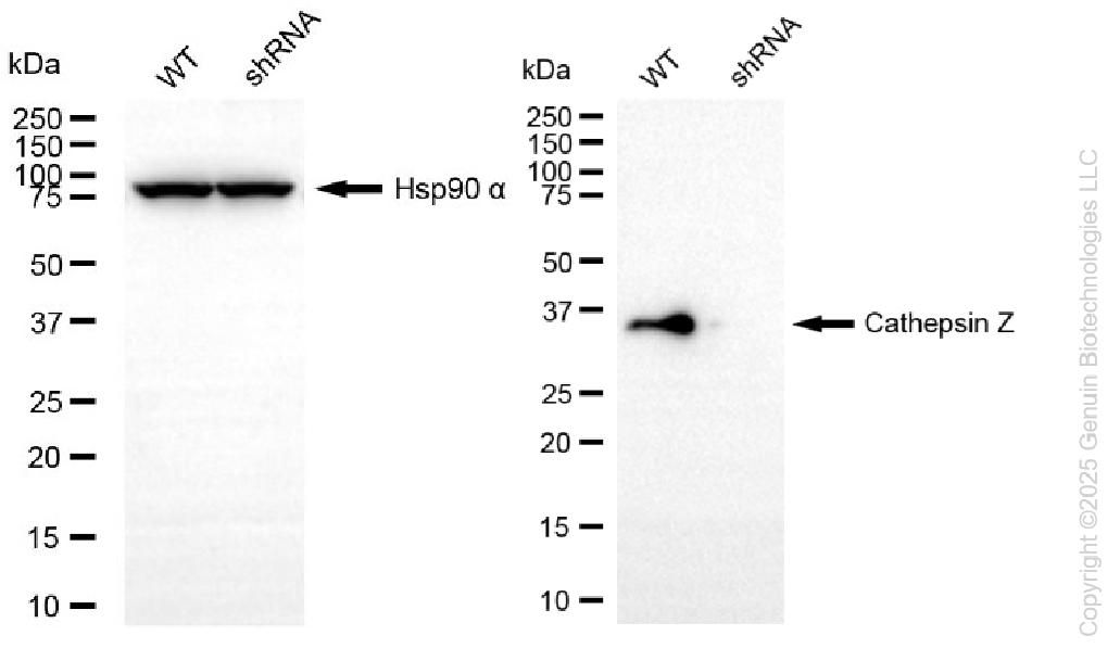 KD-Validated Anti-Cathepsin Z Rabbit Monoclonal Antibody ABG2248