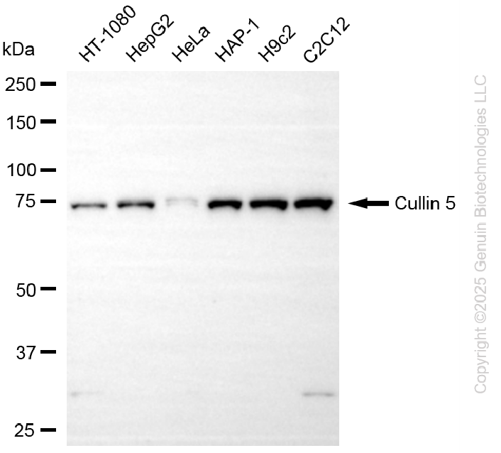 KD-Validated Anti-Cullin 5 Rabbit Monoclonal Antibody ABG2249
