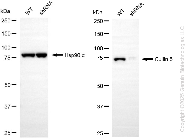 KD-Validated Anti-Cullin 5 Rabbit Monoclonal Antibody ABG2249