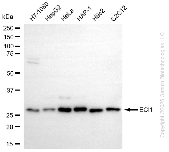 KD-Validated Anti-ECI1 Rabbit Monoclonal Antibody ABG2250