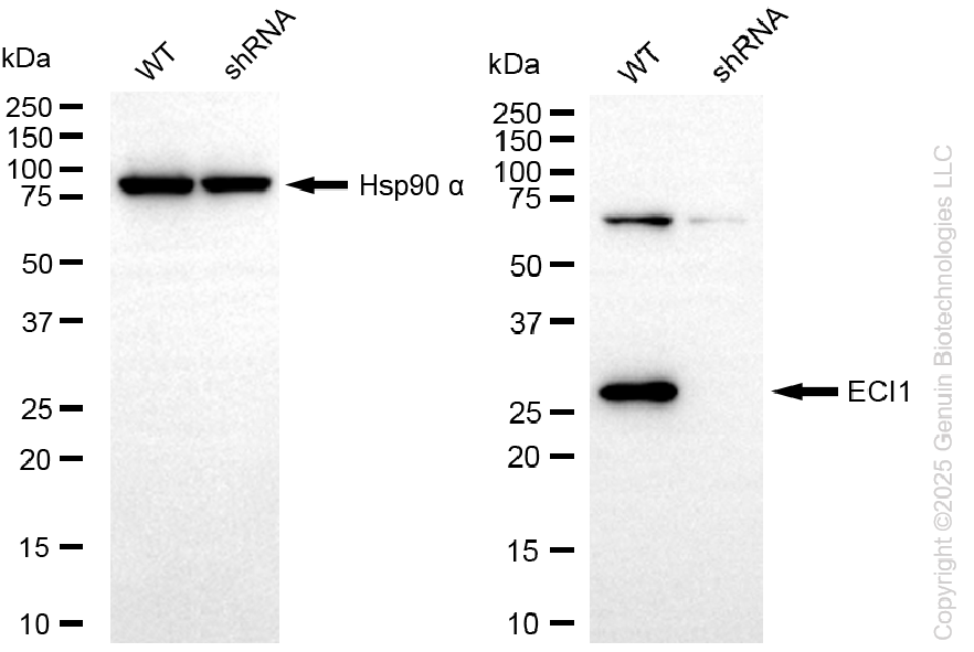 KD-Validated Anti-ECI1 Rabbit Monoclonal Antibody ABG2250