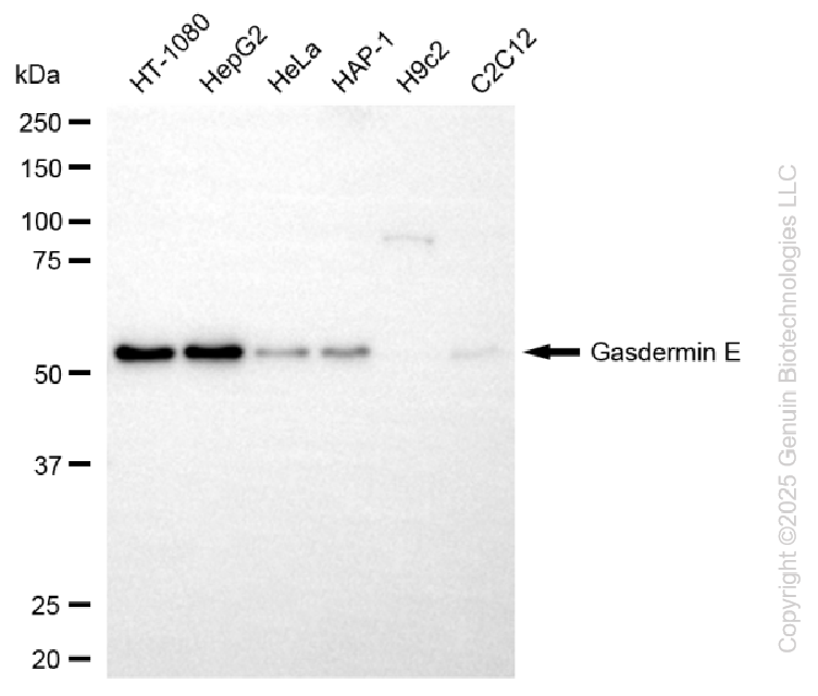 KD-Validated Anti-GSDME Rabbit Monoclonal Antibody ABG2251