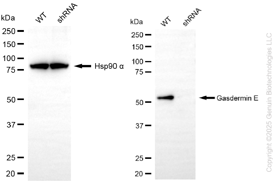KD-Validated Anti-GSDME Rabbit Monoclonal Antibody ABG2251