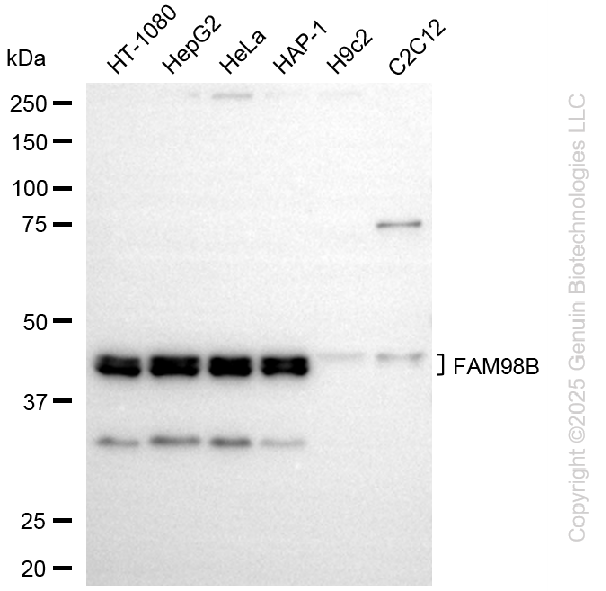 KD-Validated Anti-FAM98B Rabbit Monoclonal Antibody ABG2252