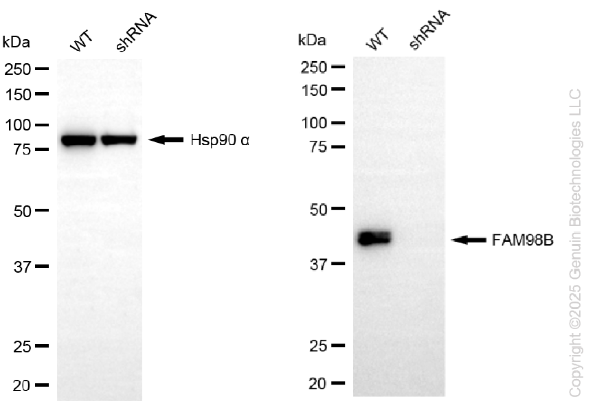 KD-Validated Anti-FAM98B Rabbit Monoclonal Antibody ABG2252