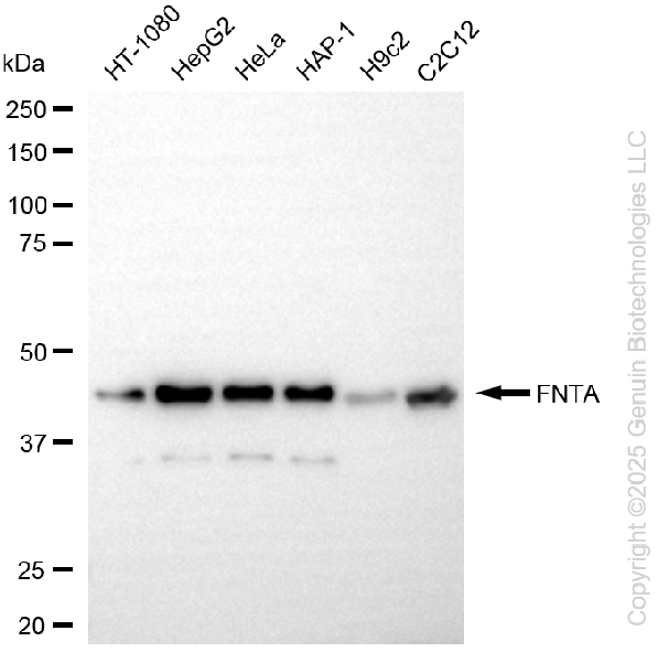 KD-Validated Anti-FNTA Rabbit Monoclonal Antibody ABG2253