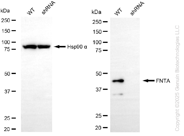KD-Validated Anti-FNTA Rabbit Monoclonal Antibody ABG2253
