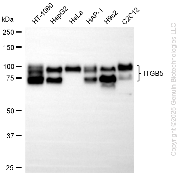 KD-Validated Anti-ITGB5 Rabbit Monoclonal Antibody ABG2254