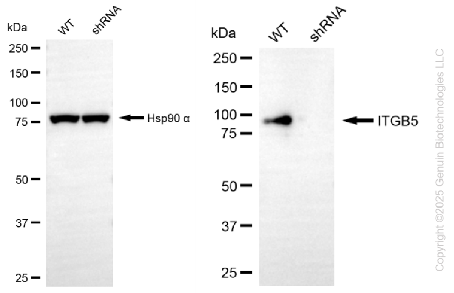 KD-Validated Anti-ITGB5 Rabbit Monoclonal Antibody ABG2254