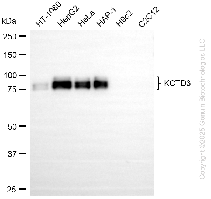 KD-Validated Anti-KCTD3 Rabbit Monoclonal Antibody ABG2255