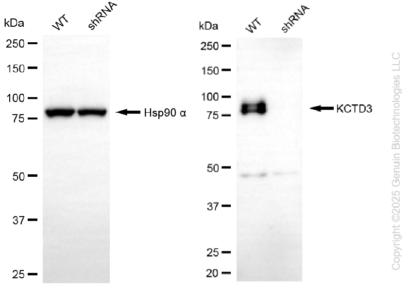 KD-Validated Anti-KCTD3 Rabbit Monoclonal Antibody ABG2255