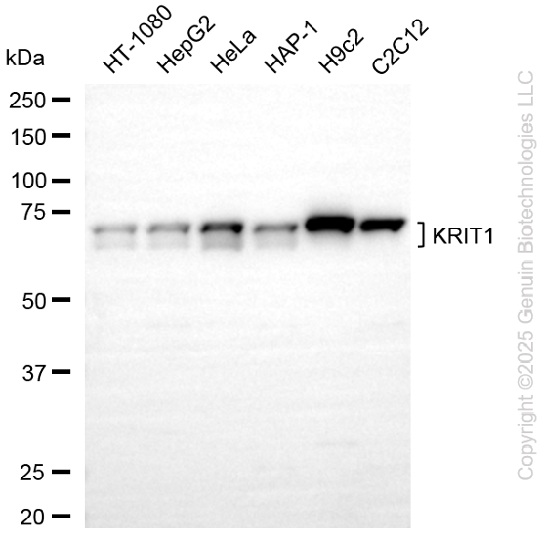 KD-Validated Anti-KRIT1 Rabbit Monoclonal Antibody ABG2256