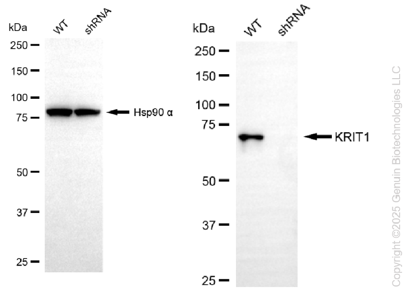 KD-Validated Anti-KRIT1 Rabbit Monoclonal Antibody ABG2256