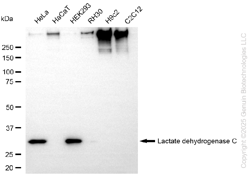 KD-Validated Anti-Lactate Dehydrogenase C Rabbit Monoclonal Antibody ABG2257
