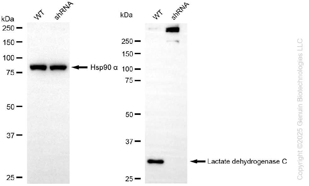 KD-Validated Anti-Lactate Dehydrogenase C Rabbit Monoclonal Antibody ABG2257