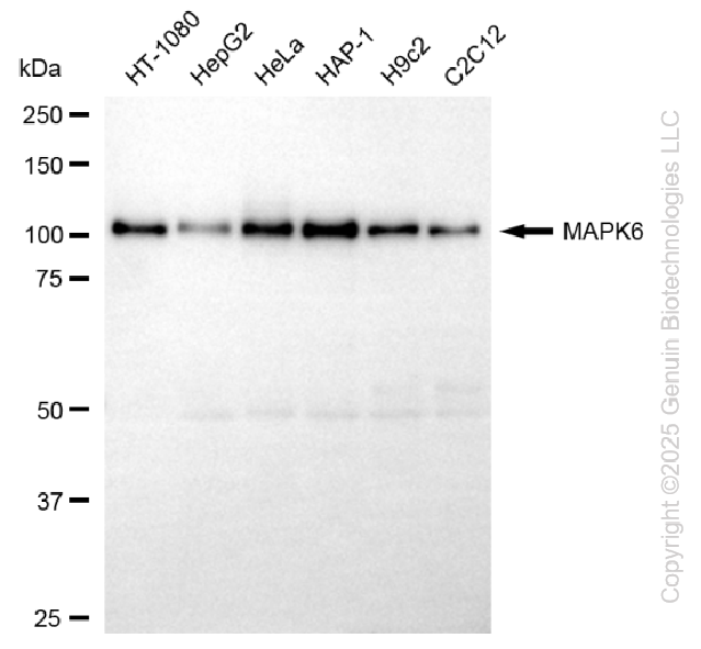 KD-Validated Anti-MAPK6 Rabbit Monoclonal Antibody ABG2258