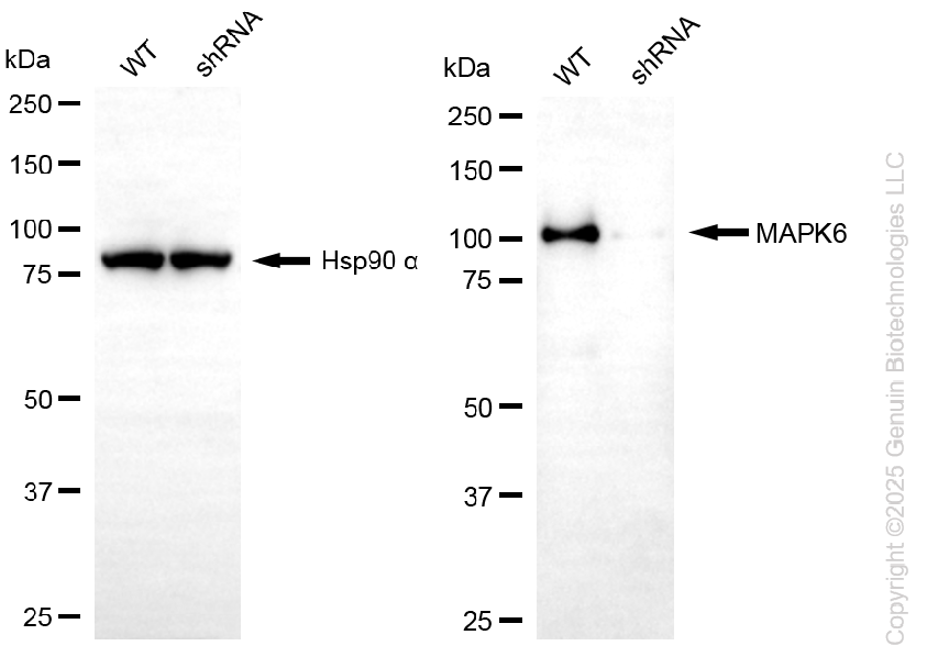 KD-Validated Anti-MAPK6 Rabbit Monoclonal Antibody ABG2258