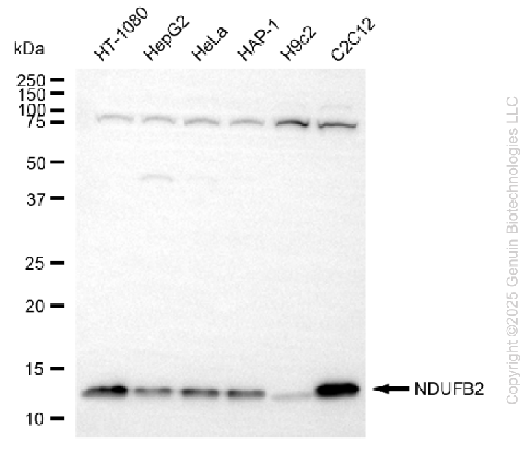 KD-Validated Anti-NDUFB2 Rabbit Monoclonal Antibody ABG2259