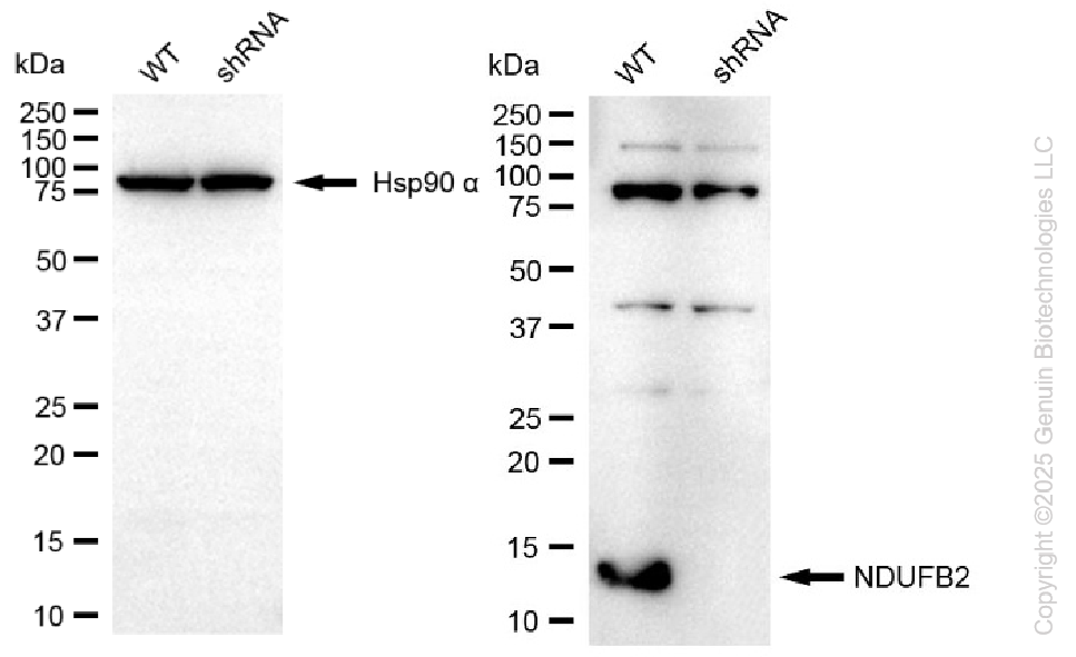 KD-Validated Anti-NDUFB2 Rabbit Monoclonal Antibody ABG2259
