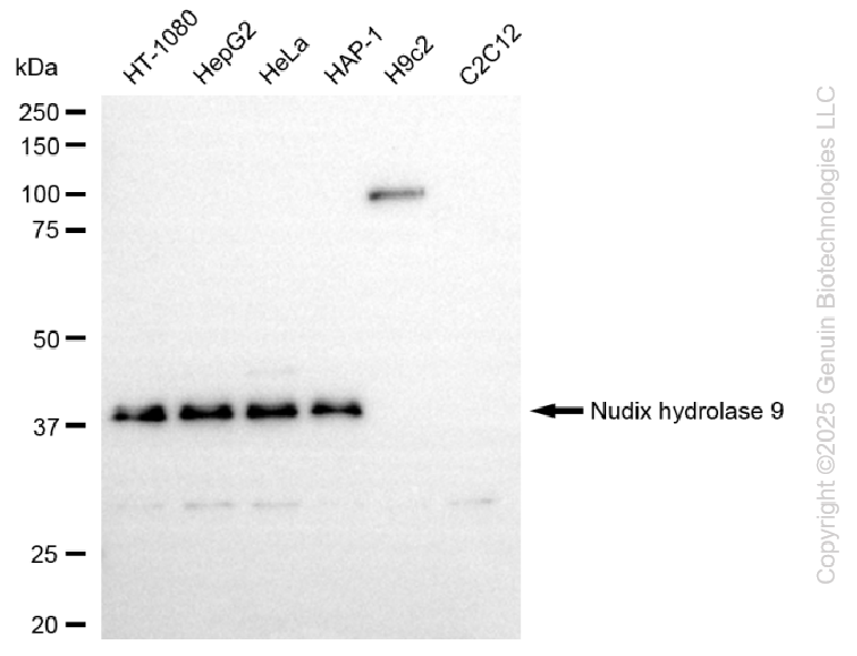 KD-Validated Anti-NUDT9 Rabbit Monoclonal Antibody ABG2260