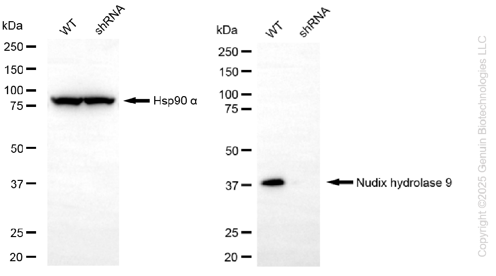 KD-Validated Anti-NUDT9 Rabbit Monoclonal Antibody ABG2260