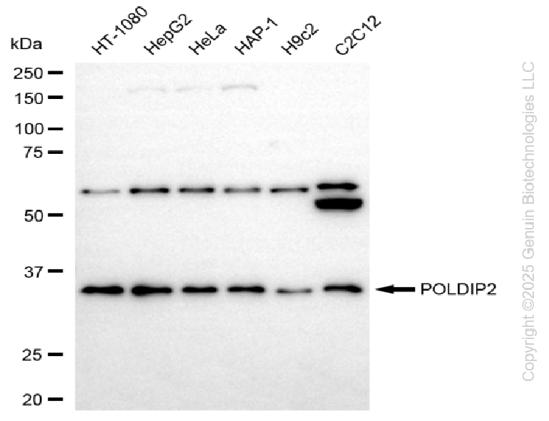 KD-Validated Anti-POLDIP2 Rabbit Monoclonal Antibody ABG2261