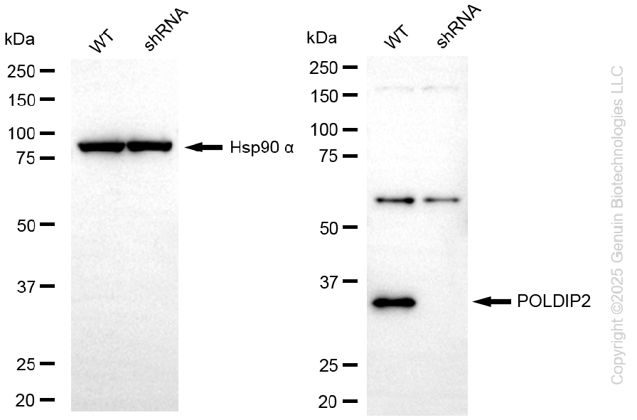 KD-Validated Anti-POLDIP2 Rabbit Monoclonal Antibody ABG2261