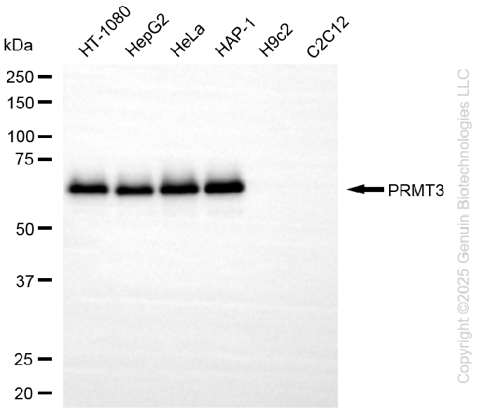 KD-Validated Anti-PRMT3 Rabbit Monoclonal Antibody ABG2262