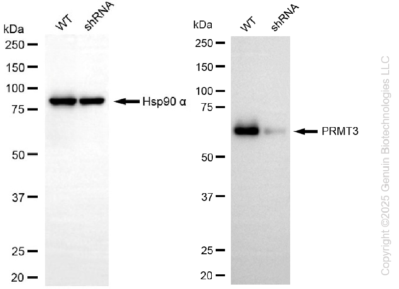 KD-Validated Anti-PRMT3 Rabbit Monoclonal Antibody ABG2262