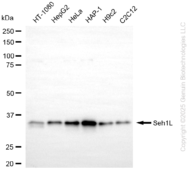 KD-Validated Anti-SEH1L Rabbit Monoclonal Antibody ABG2264