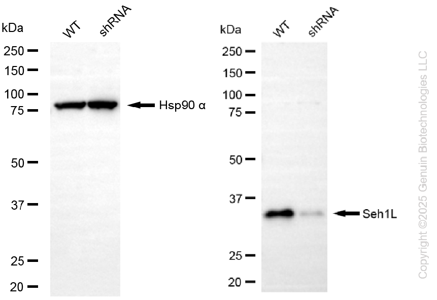 KD-Validated Anti-SEH1L Rabbit Monoclonal Antibody ABG2264