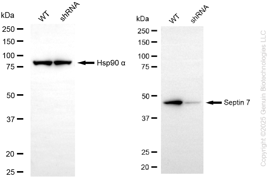 KD-Validated Anti-Septin 7 Rabbit Monoclonal Antibody ABG2265