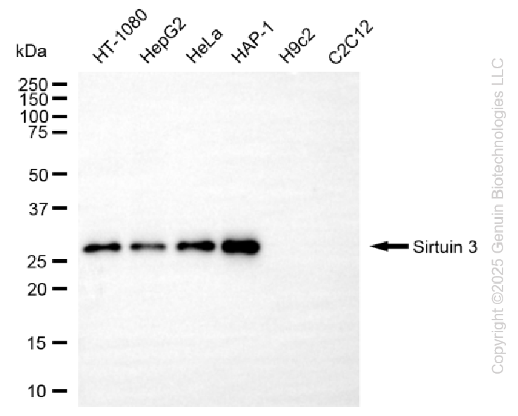 KD-Validated Anti-SIRT3 Rabbit Monoclonal Antibody ABG2266