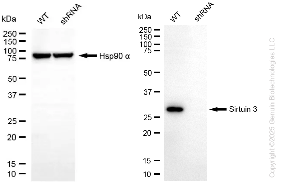 KD-Validated Anti-SIRT3 Rabbit Monoclonal Antibody ABG2266