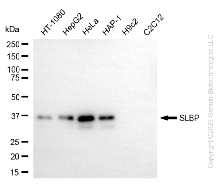 KD-Validated Anti-SLBP Rabbit Monoclonal Antibody ABG2267