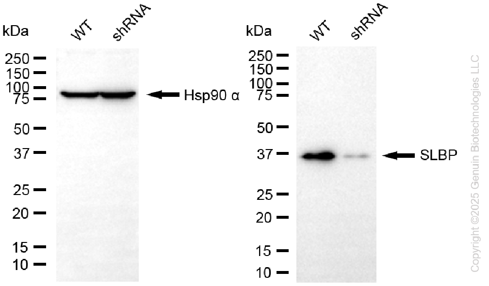 KD-Validated Anti-SLBP Rabbit Monoclonal Antibody ABG2267
