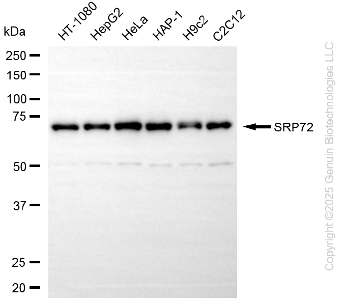 KD-Validated Anti-SRP72 Rabbit Monoclonal Antibody ABG2268