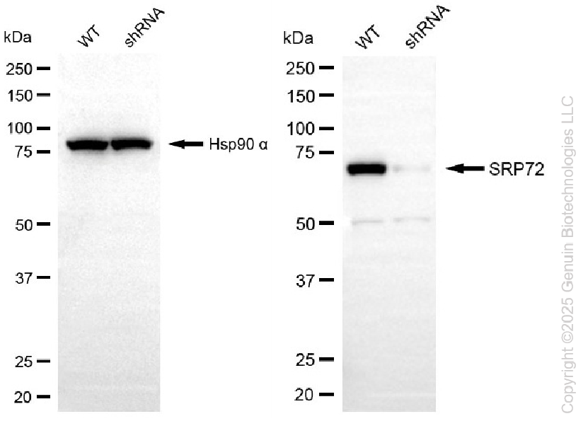 KD-Validated Anti-SRP72 Rabbit Monoclonal Antibody ABG2268