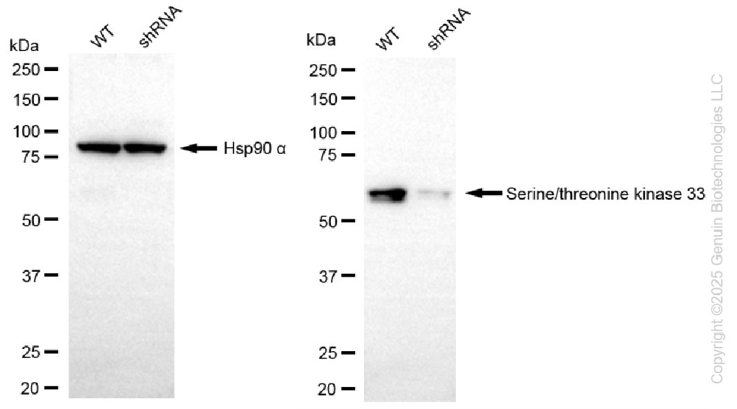 KD-Validated Anti-STK33 Rabbit Monoclonal Antibody ABG2269