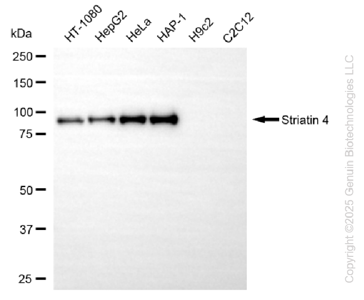 KD-Validated Anti-Striatin 4 Rabbit Monoclonal Antibody ABG2270