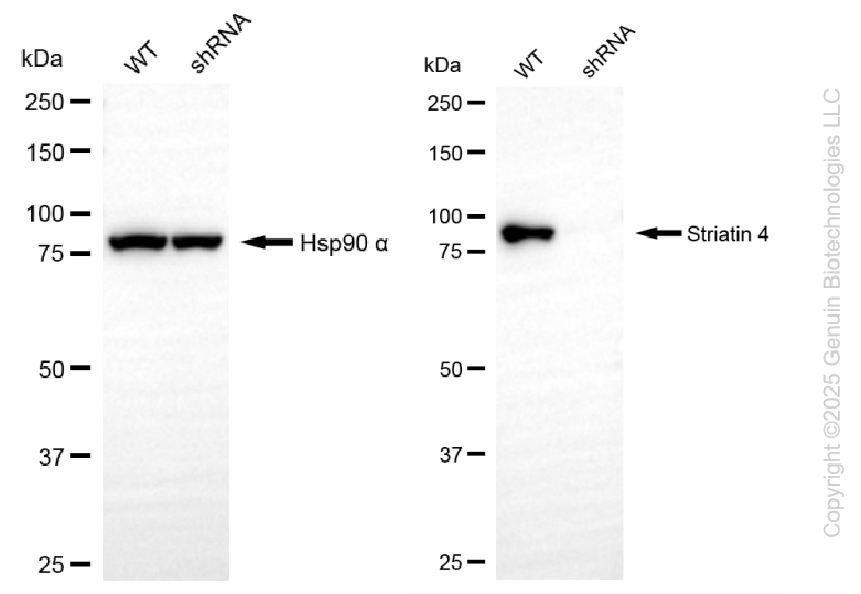 KD-Validated Anti-Striatin 4 Rabbit Monoclonal Antibody ABG2270
