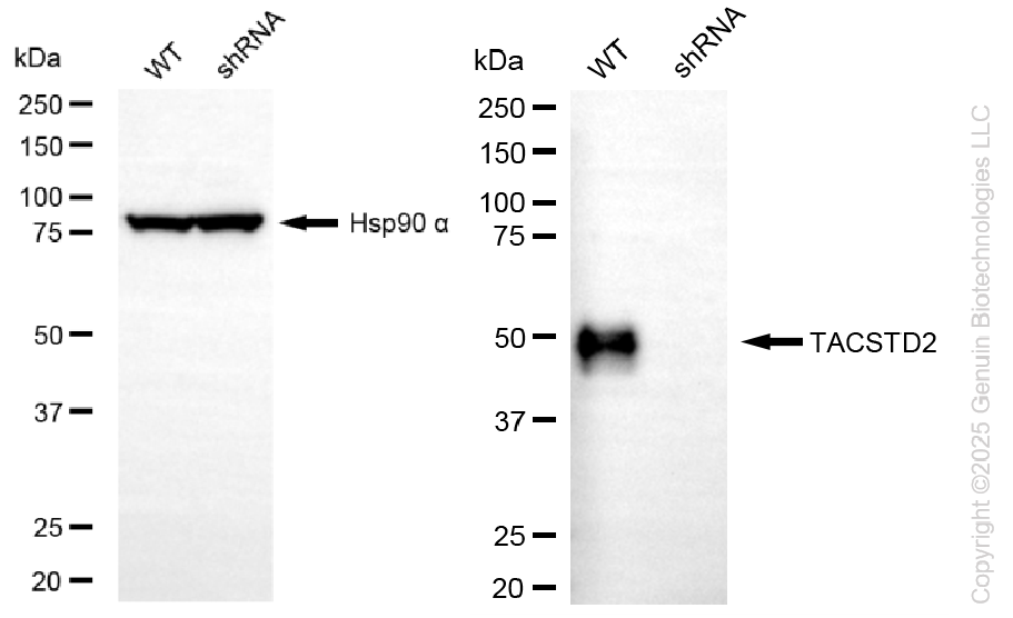 KD-Validated Anti-TACSTD2 Rabbit Monoclonal Antibody ABG2271