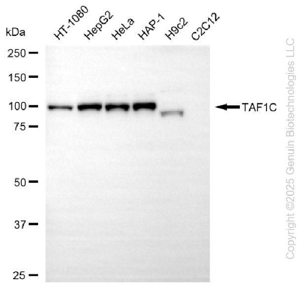 KD-Validated Anti-TAF1C Rabbit Monoclonal Antibody ABG2272